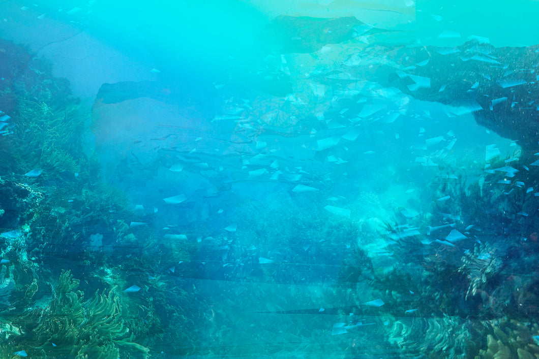 DUALE — PTEROIS VOLITANS