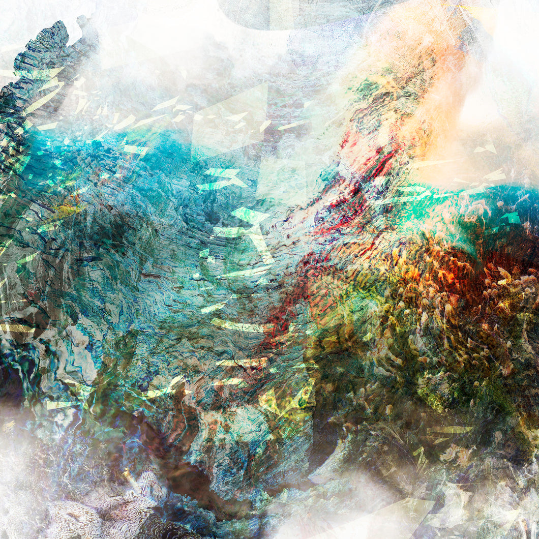 DUALE — ACTINIARIA