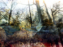 Charger l&#39;image dans la galerie, LA FORÊT PENSIVE
